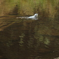 DSC00403